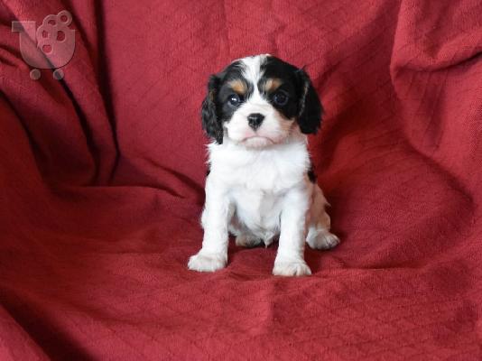 Ο βασιλιάς των Cavaliers Charles Puppies.